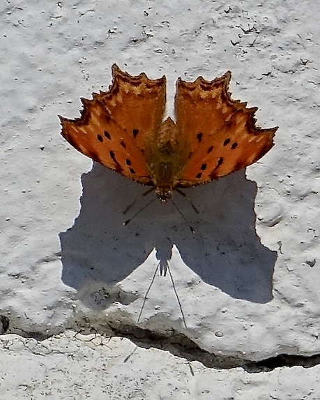 southern comma